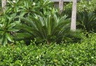 Mount Coolontropical-landscaping-4.jpg; ?>