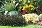 Mount Coolontropical-landscaping-9.jpg; ?>
